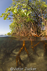 mangrove shallows by Victor Zucker 
